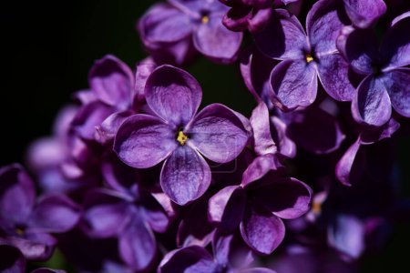Vibrant Purple Lilac Flowers close up. Abstract romantic soft focused floral background.
