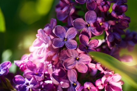 Vibrant Purple Lilac Flowers close up. Abstract romantic soft focused floral background.