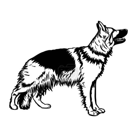 Illustration for Black and White German Shepherd Dog vector Sketch. Silhouette of Fluffy German Shepherd Breed - Royalty Free Image
