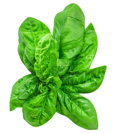 Téléchargez les photos : Fresh basil leaf isolated on white background, close up. Basil herb leaves closeu - en image libre de droit