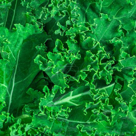 Photo for Kale leaf salad as a background. Kale cole  texture closeup. Pattern. Top view - Royalty Free Image