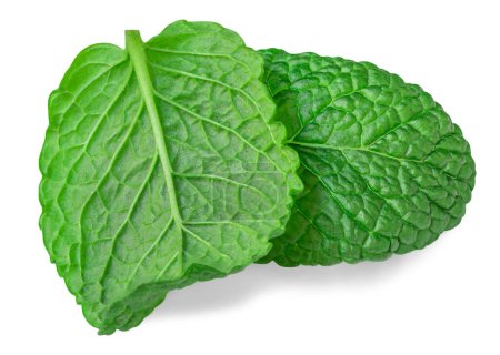 Photo for Fresh Mint leaves isolated on the white background. Mint leaf, peppermint close up. - Royalty Free Image