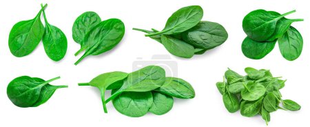 Téléchargez les photos : Fesh green baby spinach leaves isolated on white background. Espinach Set. Pattrn. Flat lay. Spinach Food concept. - en image libre de droit