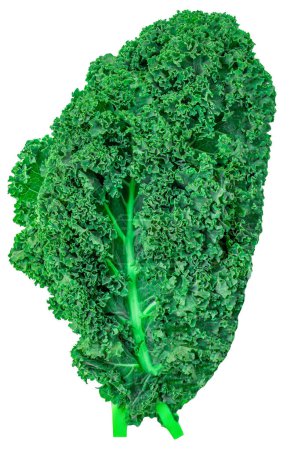 Grünkohl-Salat-Gemüse isoliert auf weißem Hintergrund. Kreatives Layout aus Grünkohl-Nahaufnahme. Flach lag er. Lebensmittel- und Makrokonzept