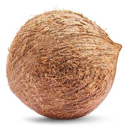 Photo for Tropical fruit coconut isolated on white background. Whole coconut closeup, side vie - Royalty Free Image