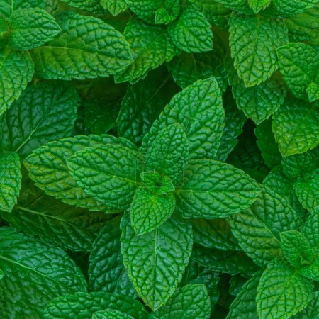 Photo for Mint leaves Background. Green Mint Plant Grow Texture Background closeu - Royalty Free Image