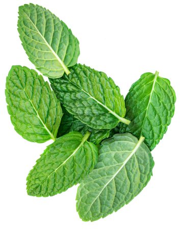 Photo for Fresh mint leaves isolated on white background, top view. Close up of peppermin - Royalty Free Image