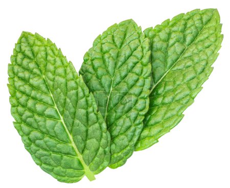 Téléchargez les photos : Green mint pepper leaf isolated on white. Fresh Melissa leaf. Peppermin - en image libre de droit