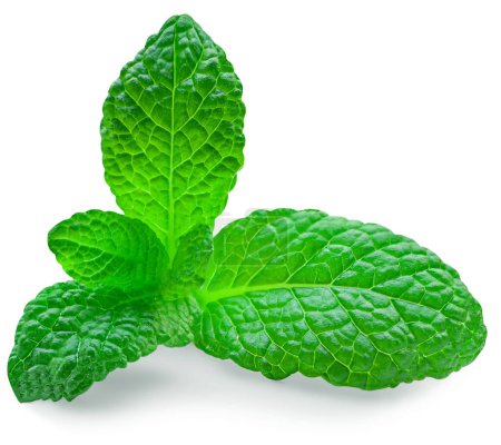 Téléchargez les photos : Fresh Mint leaves isolated on the white background. Mint leaf, peppermint close up. - en image libre de droit