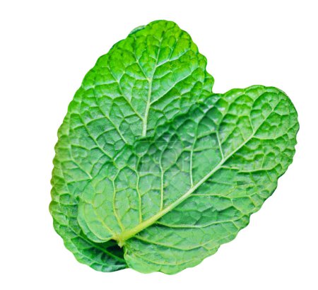 Téléchargez les photos : Fresh Mint leaves isolated on the white background. Mint leaf, peppermint close up. - en image libre de droit