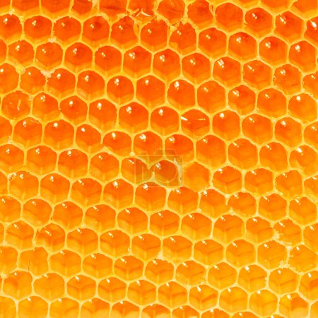 Téléchargez les photos : Honeycomb Pattern. Honey texture as a  background, wallpaper. - en image libre de droit