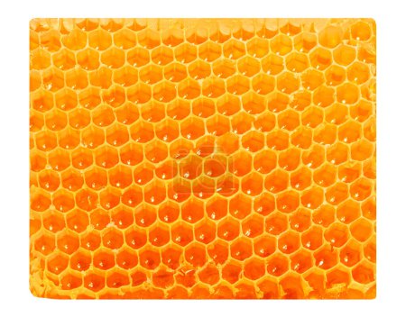 Photo for Honeycomb isolated on a white background closeup. Fresh raw Honey, sweet food concept - Royalty Free Image