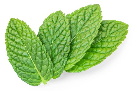 Photo for Mint leaf isolated. Fresh mint on white background. Set of peppermint leaves. - Royalty Free Image