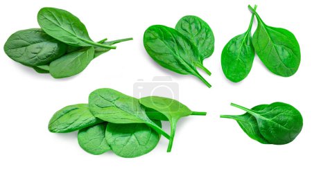 Photo for Fesh green baby spinach leaves isolated on white background. Espinach Set. Pattrn. Flat lay. Spinach Food concept. - Royalty Free Image