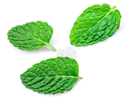 Téléchargez les photos : Mint leaves, melissa, isolated on white background. Set Fresh mint Pattern. Collectio - en image libre de droit