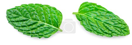 Foto de Fresh green mint leaves isolated on white background, top view. Flat lay. Green Melissa, peppermint plant closeup - Imagen libre de derechos
