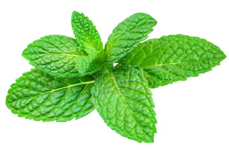 Photo for Fresh Lemon balm (Melissa officinalis) leaves isolated on a white background. Melissa, Mint, Peppermint close-u - Royalty Free Image