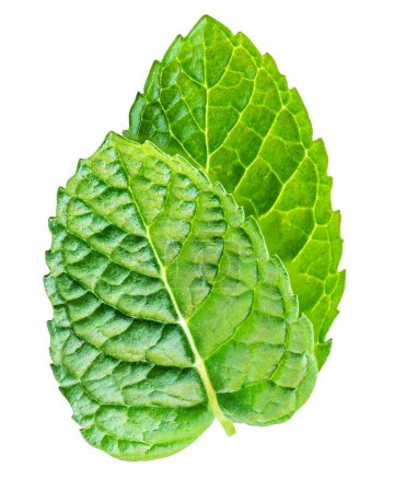 Photo for Salad leaves mix with Spinach leaf With ruccola, radicho   isolated on white background. Salad Collection  top view, flat lay. Creative layout - Royalty Free Image