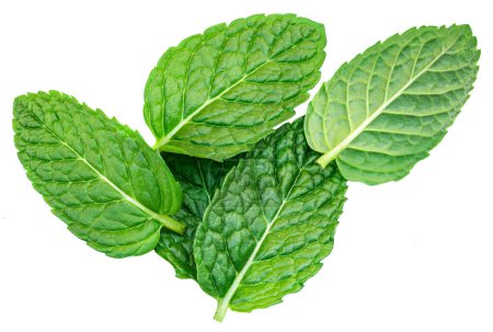 Photo for Fresh green mint leaves isolated on white background, top view. Melissa leaf. Peppermint Flat la - Royalty Free Image