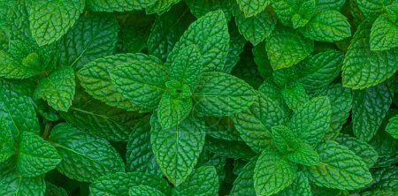 Photo for Mint leaves Pattern. Green Mint Plant Grow Background closeu - Royalty Free Image
