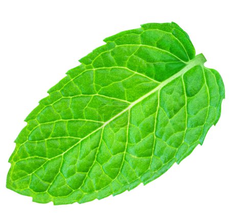 Photo for Fresh green mint leaf isolated on white background, top view. Flat lay. Green Melissa, peppermint plant closeup - Royalty Free Image