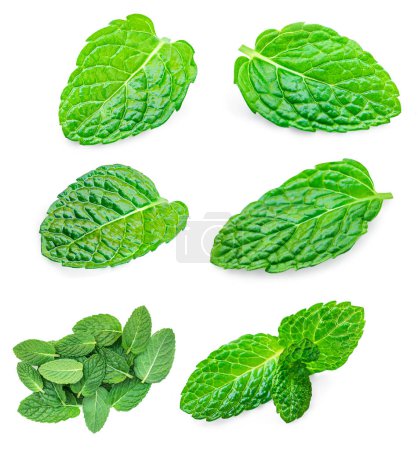 Photo for Falling mint leaves, spearmint, isolated on white background. Set Fresh mint plant. Pattern. Collectio - Royalty Free Image