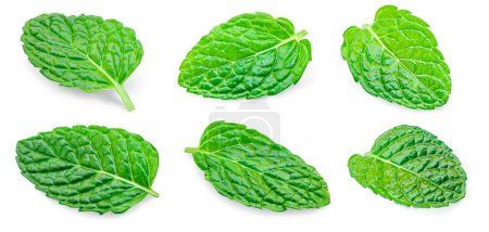 Photo for Mint leaves, melissa, isolated on white background. Set Fresh mint Pattern. Collectio - Royalty Free Image