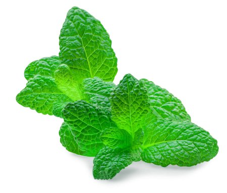 Photo for Fresh spearmint leaves isolated on the white background. Mint, peppermint (Mentha)  close u - Royalty Free Image