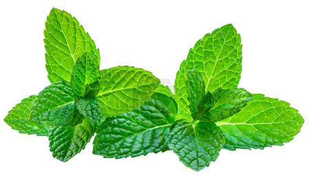 Photo for Mint leaves isolated on the white background. Mint, peppermint (Mentha)  close u - Royalty Free Image