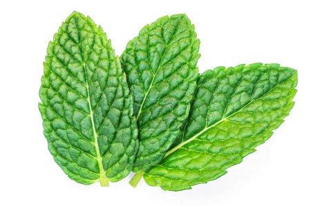 Photo for Mint leaves isolated on the white background. Mint, peppermint (Mentha)  close u - Royalty Free Image