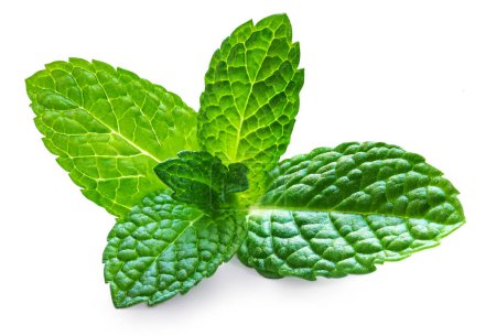 Photo for Melissa, Mint, Peppermint isolated on a white background close-u - Royalty Free Image