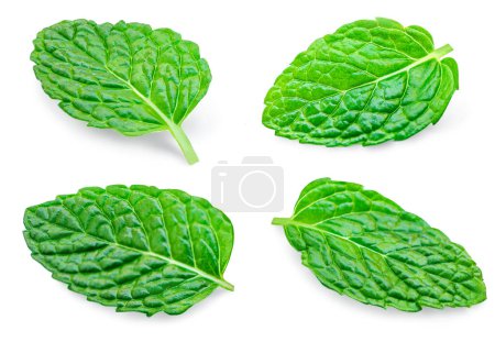 Photo for Mint leaves Pattern. Fresh Melissa isolated on white background. Set Fresh mint Pattern. Collection of Peppermint close-u - Royalty Free Image