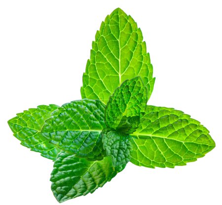 Fresh spearmint leaves isolated on the white background. Mint, peppermint (Mentha)  close u