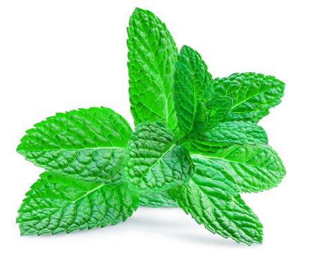 Fresh spearmint leaves isolated on the white background. Mint, peppermint (Mentha)  close u