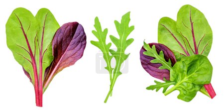 Photo for Salad leaves Collection. Isolated Mixed Salad leaves with Spinach, Frisee, Chard, lamb's  lettuce, arugula on white background. Flat lay. Creative layout. Patter - Royalty Free Image