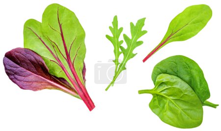 Photo for Salad leaves Collection. Isolated Mixed Salad leaves with Spinach, Frisee, Chard, lettuce, rucola on white background. Flat lay. Creative layout. Patter - Royalty Free Image
