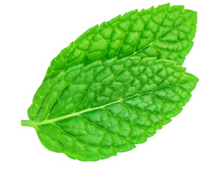 Photo for Mint leaves isolated on white background. Peppermint top view. Fresh green Melissa leaf Flat la - Royalty Free Image