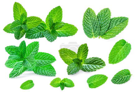 Photo for Mint leaves, melissa, isolated on white background. Set Fresh mint Pattern. Collectio - Royalty Free Image