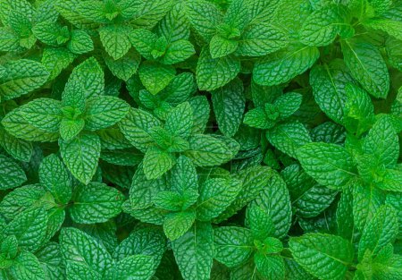 Photo for Mint leaves background. Green Peppermint leaves Pattern layout design Top view. Spermint plant growin - Royalty Free Image