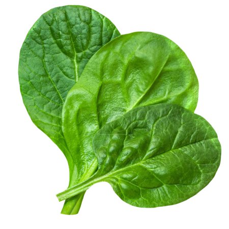 Photo for Spinach leaf isolated on white background.Pile of  Fresh green baby spinach Top view. Flat lay. Summer, dieting concep - Royalty Free Image