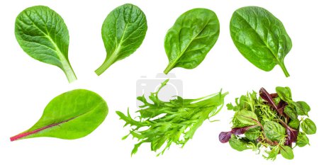 Foto de Las hojas de ensalada se mezclan aisladas sobre fondo blanco. Ensalada con rúcula, espinacas, radicchio y lechuga de cordero vista superior, plana la - Imagen libre de derechos