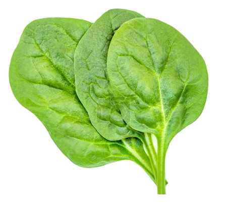 Photo for Spinach leaf isolated on white background.Pile of  Fresh green baby spinach Top view. Flat lay. Summer, dieting concep - Royalty Free Image
