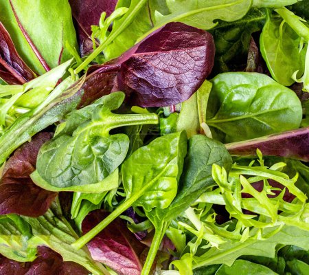 Téléchargez les photos : Mélange de feuilles de salade avec des feuilles d'épinards Avec de la ruccola, radicho - en image libre de droit