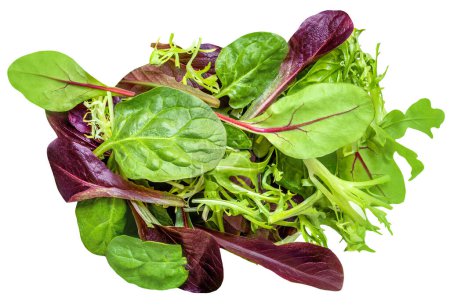 Salatblätter mischen sich isoliert auf weißem Hintergrund. Salat mit Rucola, Spinat, Radicchio und Feldsalat von oben, flach. Kreativer Dreh
