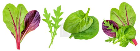 Photo for Salad leaves Collection. Isolated Mixed Salad leaves with Spinach, Frisee, Chard, lettuce, rucola on white background. Flat lay. Creative layout. Patter - Royalty Free Image