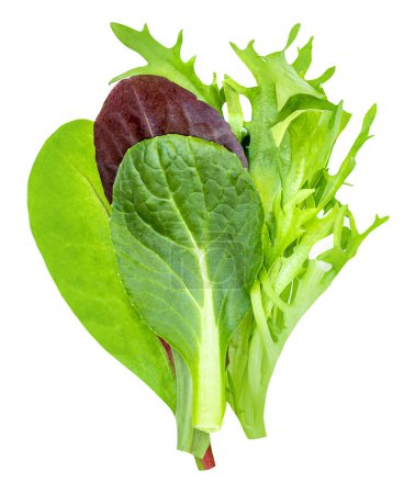 Photo for Salad leaves  isolated on white background. Salad Collection  top view, flat lay. Creative layou - Royalty Free Image