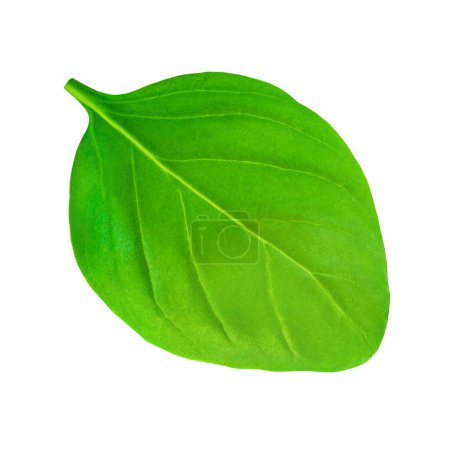 Photo for Fresh organic basil leaves isolated on white background. Green basil leaves closeup - Royalty Free Image