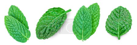 Photo for Fresh mint on white background. Mint leaves isolated. Melissa, peppermint close u - Royalty Free Image