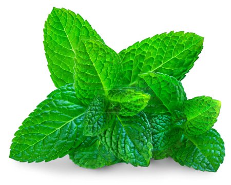 Photo for Fresh mint on white background. Mint leaves isolated. Melissa, peppermint close u - Royalty Free Image