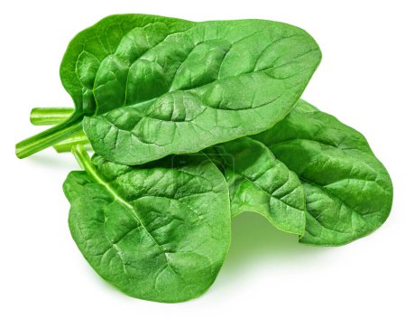 Frische grüne Blätter von Spinat Blattgemüse isoliert auf weißem Hintergrund. Spinat Makro. Ansicht von oben. Flache Lage